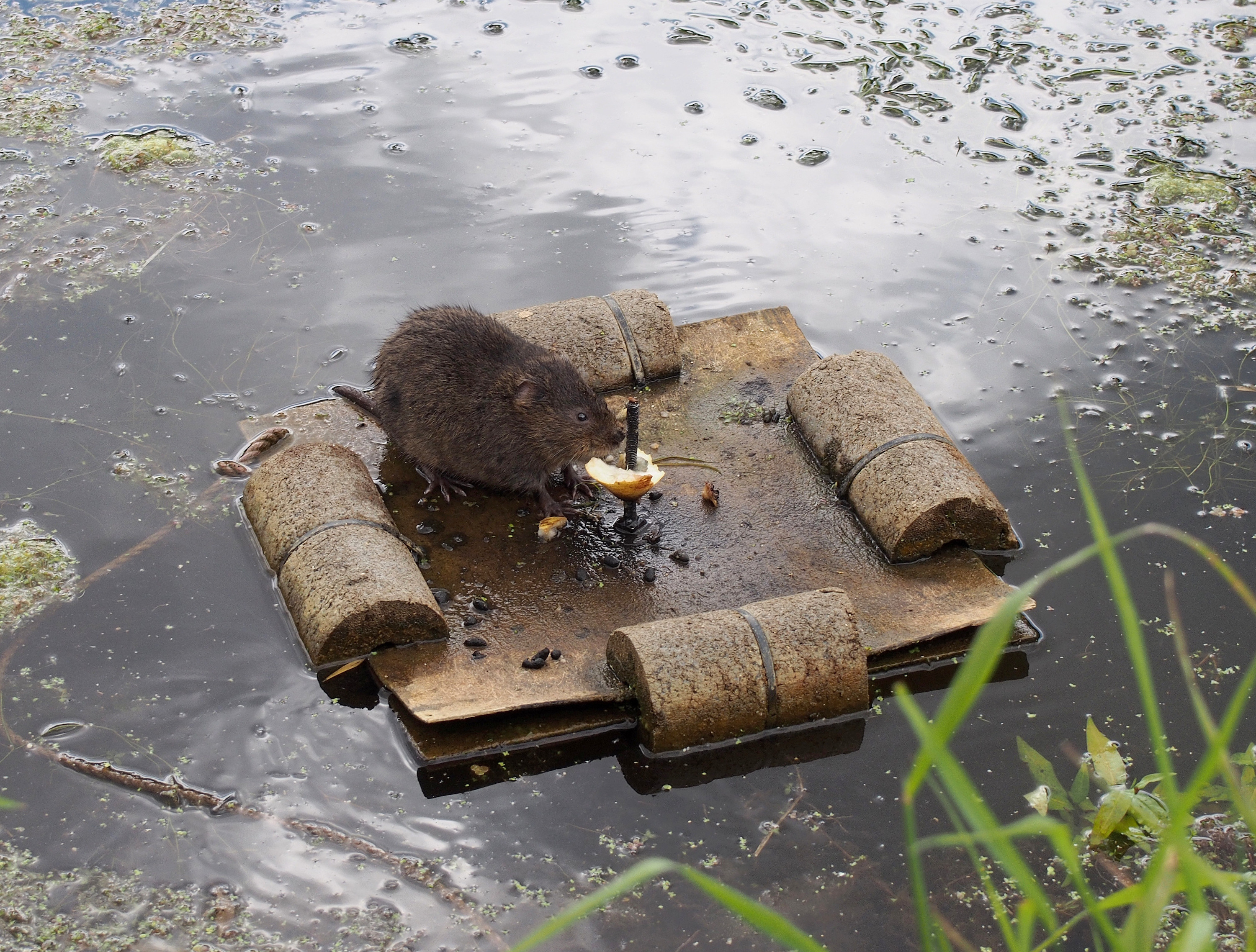 Endangered water vole, Gwent Levels, Wales. Photo: Julian Hoffman.