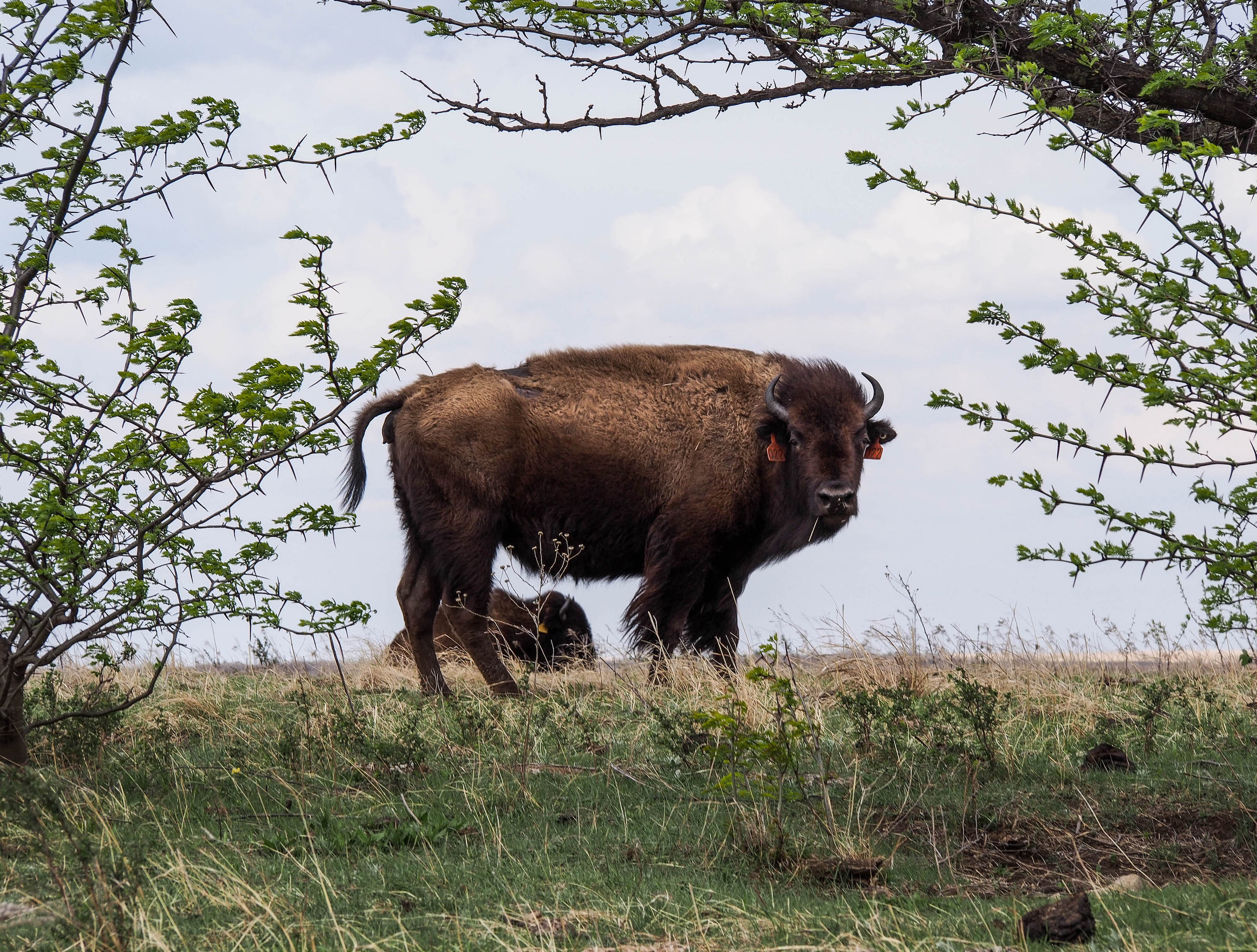 Restored bison, Konza Prairie, Kansas. Photo: Julian Hoffman.